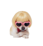 金色のボブヘアのチワワ (NT)（個別スタンプ：21）