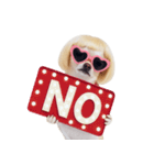 金色のボブヘアのチワワ (NT)（個別スタンプ：39）