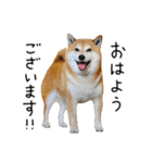 柴犬のウィッシュくん ②（個別スタンプ：1）