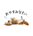 柴犬のウィッシュくん ②（個別スタンプ：3）