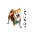 柴犬のウィッシュくん ②（個別スタンプ：5）