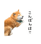 柴犬のウィッシュくん ②（個別スタンプ：6）