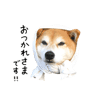 柴犬のウィッシュくん ②（個別スタンプ：7）