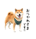 柴犬のウィッシュくん ②（個別スタンプ：8）