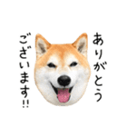 柴犬のウィッシュくん ②（個別スタンプ：10）