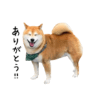 柴犬のウィッシュくん ②（個別スタンプ：11）