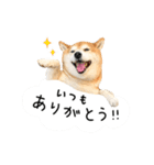 柴犬のウィッシュくん ②（個別スタンプ：12）