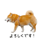 柴犬のウィッシュくん ②（個別スタンプ：13）