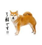 柴犬のウィッシュくん ②（個別スタンプ：15）