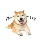 柴犬のウィッシュくん ②（個別スタンプ：17）