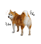 柴犬のウィッシュくん ②（個別スタンプ：18）