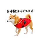 柴犬のウィッシュくん ②（個別スタンプ：19）
