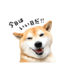 柴犬のウィッシュくん ②（個別スタンプ：20）