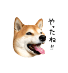 柴犬のウィッシュくん ②（個別スタンプ：21）