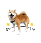 柴犬のウィッシュくん ②（個別スタンプ：22）