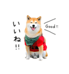 柴犬のウィッシュくん ②（個別スタンプ：23）