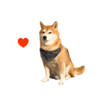柴犬のウィッシュくん ②（個別スタンプ：24）