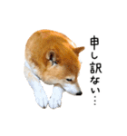 柴犬のウィッシュくん ②（個別スタンプ：25）