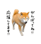 柴犬のウィッシュくん ②（個別スタンプ：27）