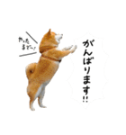 柴犬のウィッシュくん ②（個別スタンプ：28）