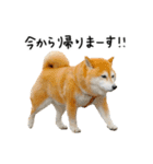 柴犬のウィッシュくん ②（個別スタンプ：29）