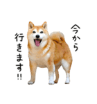 柴犬のウィッシュくん ②（個別スタンプ：30）