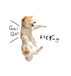 柴犬のウィッシュくん ②（個別スタンプ：31）