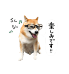 柴犬のウィッシュくん ②（個別スタンプ：33）