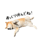 柴犬のウィッシュくん ②（個別スタンプ：37）