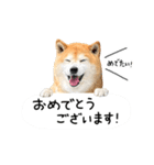 柴犬のウィッシュくん ②（個別スタンプ：39）