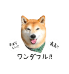 柴犬のウィッシュくん ②（個別スタンプ：40）