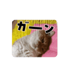 アムちゃんのスタンプ②（個別スタンプ：10）