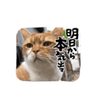 アムちゃんのスタンプ②（個別スタンプ：11）