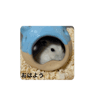 まめころランド（個別スタンプ：1）