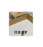まめころランド（個別スタンプ：3）