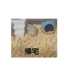 まめころランド（個別スタンプ：5）