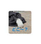まめころランド（個別スタンプ：8）