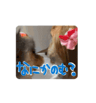 動くよ！だいすきいちびー（個別スタンプ：5）