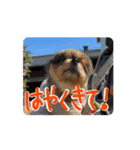 動くよ！だいすきいちびー（個別スタンプ：11）
