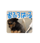 動くよ！だいすきいちびー（個別スタンプ：13）