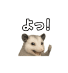 オポッサムつぶやきpart1（個別スタンプ：11）