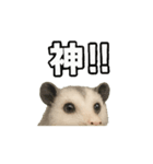オポッサムつぶやきpart1（個別スタンプ：12）