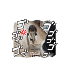 杏ちゃん動くスタンプ（個別スタンプ：3）