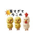 にわとり＆ひよこのおスタンプ3（個別スタンプ：2）