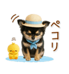 ⚡飛び出すチワワの「夏」の毎日（個別スタンプ：3）