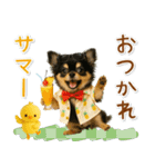 ⚡飛び出すチワワの「夏」の毎日（個別スタンプ：13）
