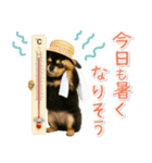 ⚡飛び出すチワワの「夏」の毎日（個別スタンプ：14）