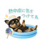 ⚡飛び出すチワワの「夏」の毎日（個別スタンプ：17）