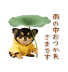 ⚡飛び出すチワワの「夏」の毎日（個別スタンプ：23）