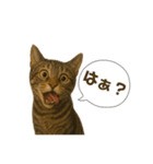 表情豊かなキジトラ（個別スタンプ：1）
